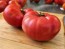 Dwarf Tomato 'Strawberry Lemonade' Seeds (Certified Organic)