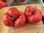 Dwarf Tomato 'Snakebite' Seeds (Certified Organic)