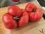 Dwarf Tomato 'Snakebite' Seeds (Certified Organic)