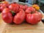 Dwarf Tomato 'Snakebite' Seeds (Certified Organic)