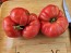 Dwarf Tomato 'Snakebite' Seeds (Certified Organic)