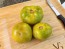 Dwarf Tomato 'Shamrock' Seeds (Certified Organic)