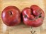Dwarf Tomato 'Black Angus' Seeds (Certified Organic)