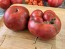 Dwarf Tomato 'Black Angus' Seeds (Certified Organic)