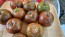 Tomato 'Crazy Horse' Seeds (Certified Organic)