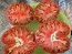 Dwarf Tomato 'Black Angus' Seeds (Certified Organic)