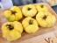 Tomato 'Ghost' Seeds (Certified Organic)