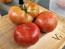 Tomato 'Beefmaster F2' Seeds (Certified Organic)