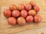 Tomato 'Garden Pearl' Seeds (Certified Organic)