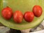 Tomato 'Apollo' Seeds (Certified Organic)