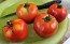 Tomato 'Super Sioux' Seeds (Certified Organic)