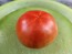 Tomato 'Boxcar Willie' Seeds (Certified Organic)