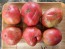Tomato 'Marianna's Peace' Seeds (Certified Organic)