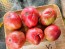 Tomato 'Marianna's Peace' Seeds (Certified Organic)