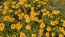 Marigold 'Jaguar' Seeds (Certified Organic)