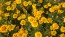 Marigold 'Jaguar' Seeds (Certified Organic)