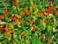 Nasturtium 'Fiesta Mix' Seeds (Certified Organic)
