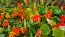 Nasturtium 'Fiesta Mix' Seeds (Certified Organic)