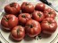Tomato 'Early Detroit' Seeds (Certified Organic)
