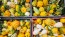 The Ultimate Gourd Seed Mix