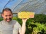 Tomato 'Gajo de Melon' (more yellow strain) Seeds
