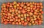Tomato 'Mini Red Oval TR' Seeds (Certified Organic) 