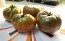 Tomato 'Black Sea Man' Seeds (Certified Organic)