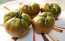 Tomato 'Black Sea Man' Seeds (Certified Organic)