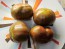 Tomato 'Black Sea Man' Seeds (Certified Organic)