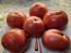 Tomato 'Missouri Pink Love Apple’ Seeds (Certified Organic)