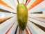 Tomato 'Green Sausage' Seeds (Certified Organic)