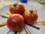 Tomato 'Boxcar Willie' Seeds (Certified Organic)