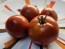 Tomato 'Super Sioux' Seeds (Certified Organic)