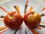 Tomato 'Adventure' Seeds (Certified Organic)