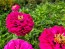 Zinnia 'Purple Prince' Seeds (Certified Organic)