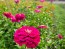 Zinnia 'Purple Prince' Seeds (Certified Organic)