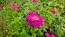 Zinnia 'Purple Prince' Seeds (Certified Organic)