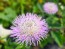 Basket Flower 'Pink' Seeds (Certified Organic)