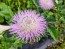 Basket Flower 'Pink' Seeds (Certified Organic)