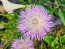 Basket Flower 'Pink' Seeds (Certified Organic)