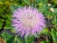 Basket Flower 'Pink' Seeds (Certified Organic)