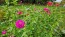 Zinnia 'Purple Prince' Seeds (Certified Organic)