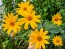 Jerusalem Artichoke AKA Sunchoke Tubers (Certified Organic) 