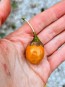 Kangaroo Apple Seeds (Certified Organic)