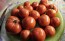 Tomato 'Livingston's Honor Bright' Seeds (Certified Organic)