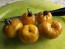 Tomato 'Jolie Coeur Yellow' Seeds (Certified Organic)