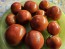 Dwarf Tomato 'Kangaroo Paw Brown' Seeds (Certified Organic)