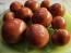Dwarf Tomato 'Kangaroo Paw Brown' Seeds (Certified Organic)