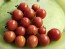 Tomato 'Supersweet 100 F2' Seeds (Certified Organic)