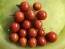 Tomato 'Supersweet 100 F2' Seeds (Certified Organic)